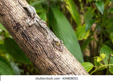 Leaf-tailed Gecko, Mimicry, Uroplatus Fimbriatus, Madagascar