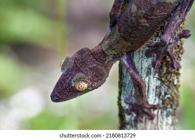 Leaf-tailed Gecko  Uroplatus Phantasticus, Madagascar Nature