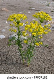 Leafy Aka Green Spurge - Euphorbia Esula