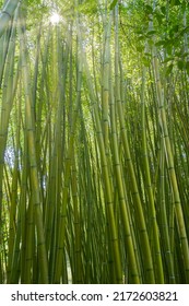 leafy bamboo forest, bamboo canes background, bamboo trunks texture, with sunlight filtering through the branches, vertical