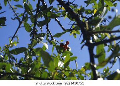 Leafy branches with small berries stretch across a blue sky. The image represents growth, abundance, seasonal vitality, and botanical diversity