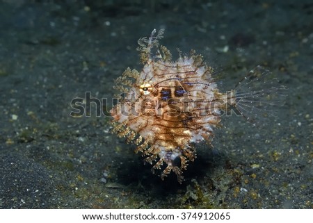Leafy Filefish (Chaetodermis pencilligera)