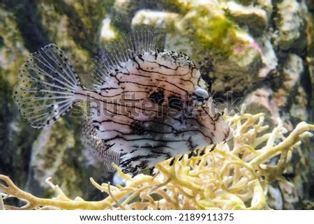 Leafy Filefish (Chaetodermis penicilligerus) swims in water