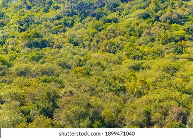 Leafy Forest At De Los Cuervos Hill, Arequita National Park, Lavalleja, Uruguay