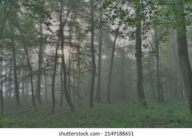 Leafy Forest In Mist And Fog