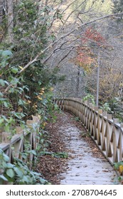 Leafy forest pathway. High quality photo