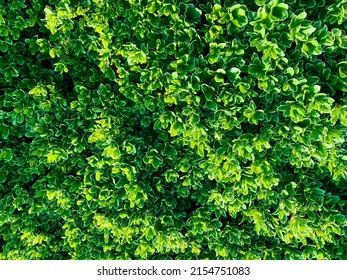 A Leafy Formal Gardens Closeup Fresh Cut Ornamental Vertical Garden Hedge Gardening Shrubbery Pruning Bush Landscaping Pruned