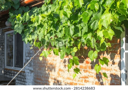 A leafy grapevine grows across the brick exterior of a house in bright sunlight. backyard gardening, natural wall covering, seasonal plant growth.
