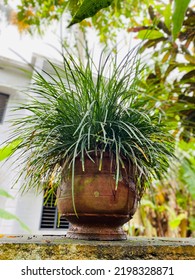 Leafy Grass In A Clay Pot