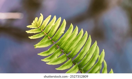 A leafy green plant with a long stem. The leaf is green and has a brown tip - Powered by Shutterstock