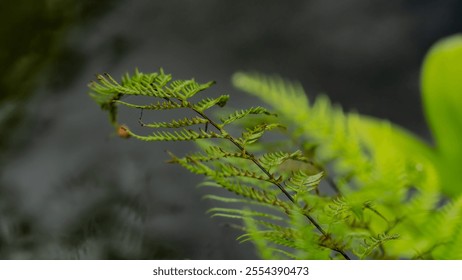 A leafy green plant with a stem and a leaf. The leaf is green and has a brown tip - Powered by Shutterstock