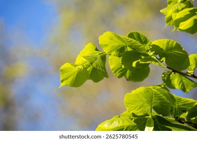 A leafy green tree branch is in the foreground of a blue sky. The branch is full of leaves and he is in the middle of the day