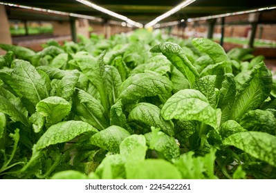 Leafy greens growing in agricultural hydroponic greenhouse. Large mustard leaves of green leafy plant cultivated in greenhouse or garden center. - Powered by Shutterstock