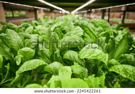 Leafy greens growing in agricultural hydroponic greenhouse. Large mustard leaves of green leafy plant cultivated in greenhouse or garden center.