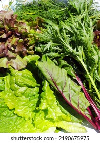 Leafy Greens - Mizuna, Lettuce, Dill, Mangold From Organic Vegetable Garden, Healthy Food, Sustainable Farming, Homegrown Veggies.