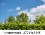 A leafy hedge frames fresh green trees below a vivid blue sky. Puffy white clouds, lawn grass, and mixed deciduous foliage create a bright summer park view.