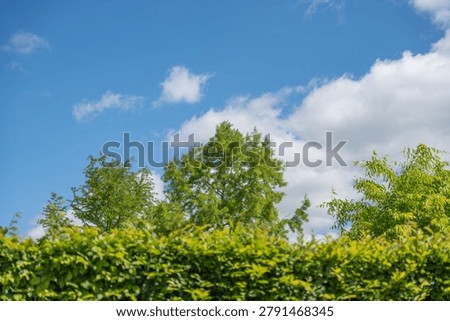 A leafy hedge frames fresh green trees below a vivid blue sky. Puffy white clouds, lawn grass, and mixed deciduous foliage create a bright summer park view.