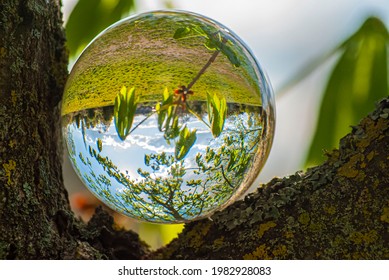 Leafy landscape through crystal ball