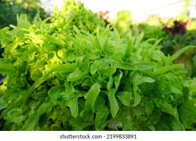 Leafy Lettuce Garden Plants Vegetable