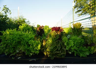 Leafy Lettuce Garden Plants Vegetable