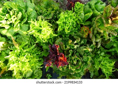 Leafy Lettuce Garden Plants Vegetable