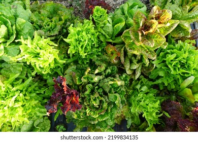 Leafy Lettuce Garden Plants Vegetable