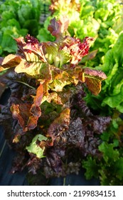 Leafy Lettuce Garden Plants Vegetable