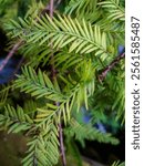 Leafy needles of a Bald Cypress tree in Lake Waccamaw, NC