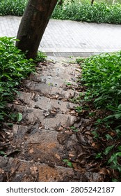 Leafy pathway through garden with brick steps and tree near walkway.