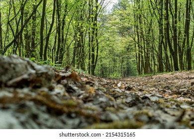 Leafy Road Among Green Trees.