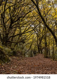 Leafy Road With Trees In Autumn.