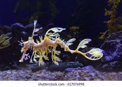 Leafy Sea Dragon