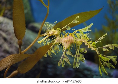 Leafy Sea Dragon
