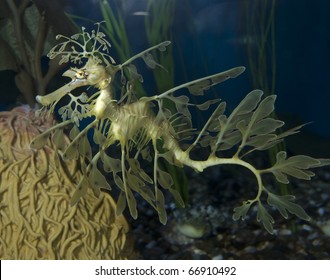 A Leafy Sea Dragon at the Aquarium of the Pacific. - Powered by Shutterstock