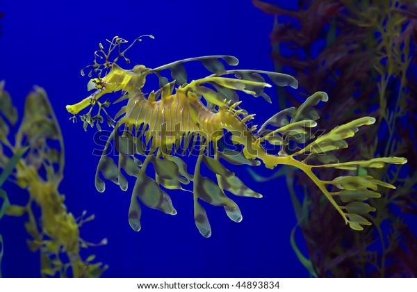 Leafy Sea Dragon Photographed Indonesia 2009 Stock Photo (Edit Now ...