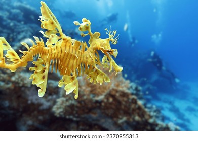 Leafy sea dragon . Phycodurus eques. The leaf-like protrusions serve as camouflage. Leafy sea Horse dragon also called dragon frondoso  underwater