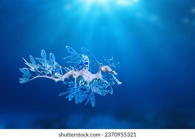 Leafy sea dragon . Phycodurus eques. The leaf-like protrusions serve as camouflage. Leafy sea Horse dragon also called dragon frondoso  underwater