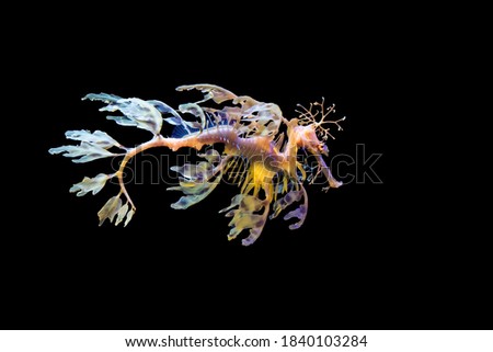 Leafy sea dragon (Phycodurus eques). The leaf-like protrusions serve as camouflage.