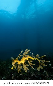 Leafy Sea Dragon under Rapid Bay Jetty