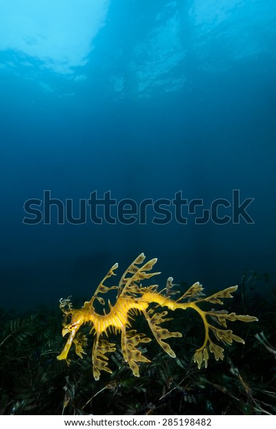 Leafy Sea Dragon under\
Rapid Bay Jetty