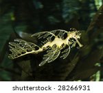 leafy seadragon
