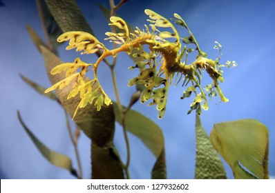 Leafy Seadragon