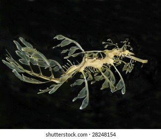 Leafy Seadragon