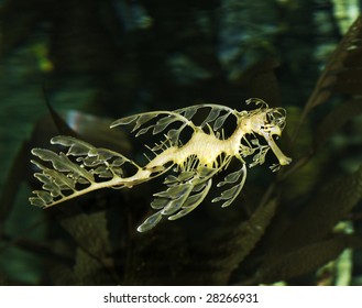 Leafy Seadragon