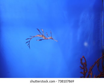 Leafy Seadragon