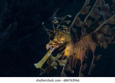 The leafy seadragon is a beautiful and elegant creature you can only be found along the southern and western coasts of Australia - Powered by Shutterstock