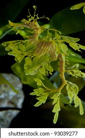 Leafy seadragon also known as Glauert's seadragon