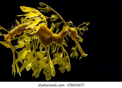 Leafy Sea Dragon Images Stock Photos Vectors Shutterstock