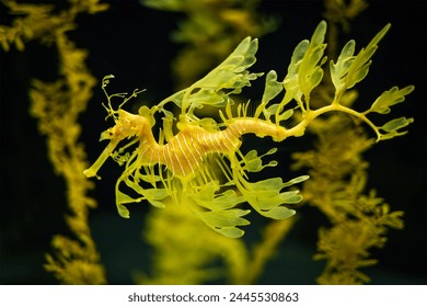 Leafy Seadragon Phycodurus eques or Glauert's seadragon marine fish underwater