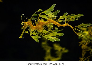Leafy Seadragon Phycodurus eques or Glauert's seadragon marine fish underwater